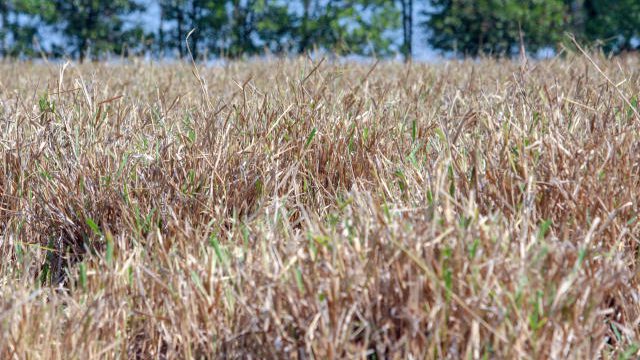 Pasto seco: como recuperar com as primeiras chuvas