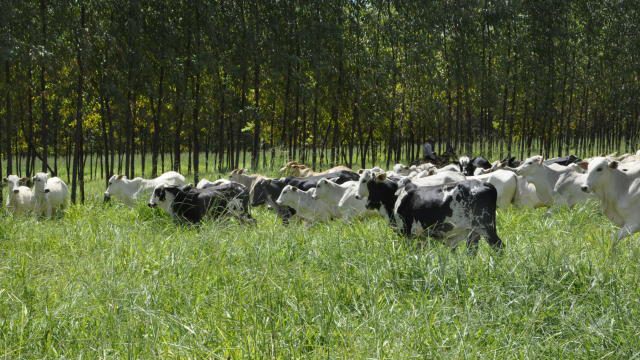 Sombra no pasto aumenta a produtividade do gado?