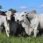 Pasto de qualidade: como cultivá-lo durante as águas