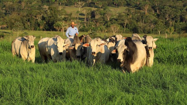Consórcio de pastagem: os melhores para o gado