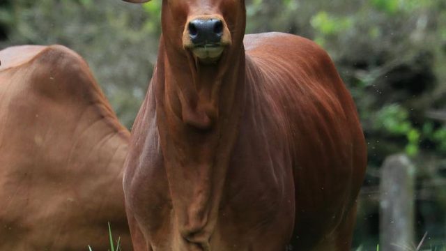 5 fatores que fazem você perder dinheiro na pecuária