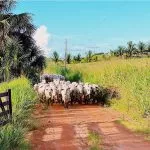 Arrendar ou comprar uma propriedade rural?