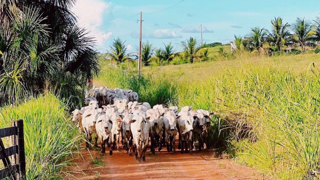 Arrendar ou comprar uma propriedade rural?