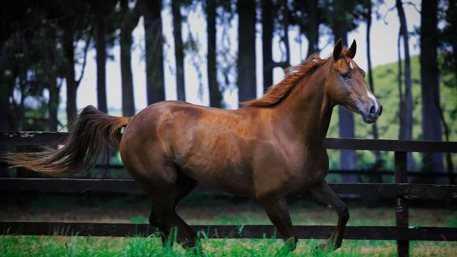 7 cuidados para manter a saúde dos cavalos