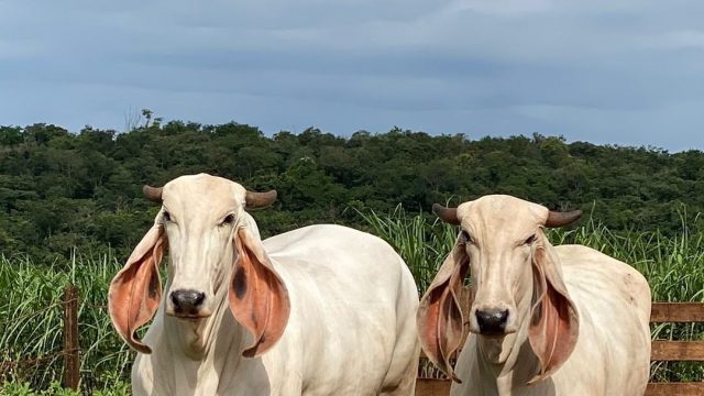 Giro rápido do gado de corte em pequenas propriedades