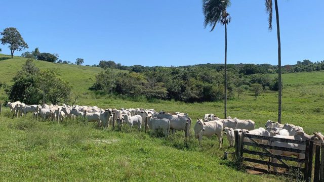 Cuidados com o pasto: o que fazer antes das primeiras chuvas