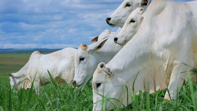 Golpes na pecuária: os mais comuns e como evitar