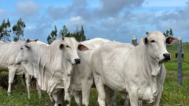 5 problemas que mais causam prejuízos na pecuária