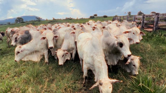 Como melhorar o pasto no período das águas