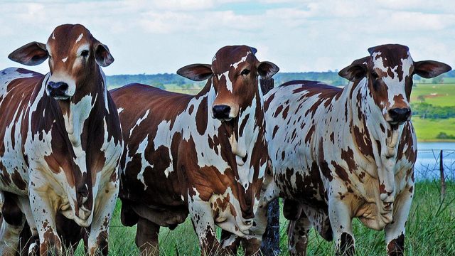 Como reduzir custos na pecuária?