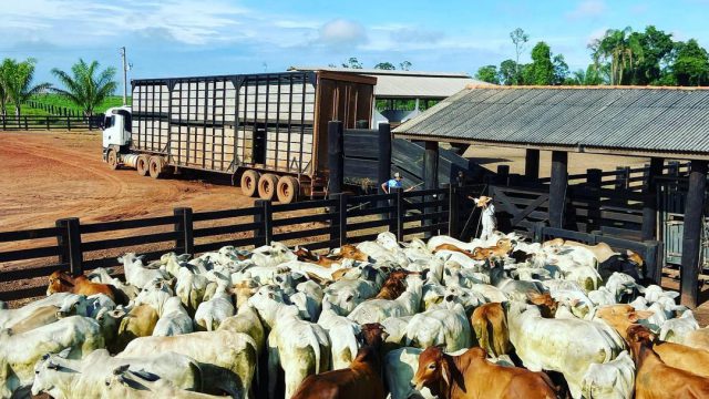 Erros na seca: 5 piores na criação do gado