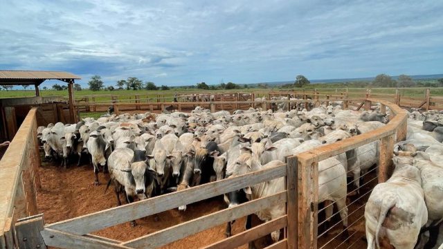 Engorda de bovinos na seca: receitas de ração