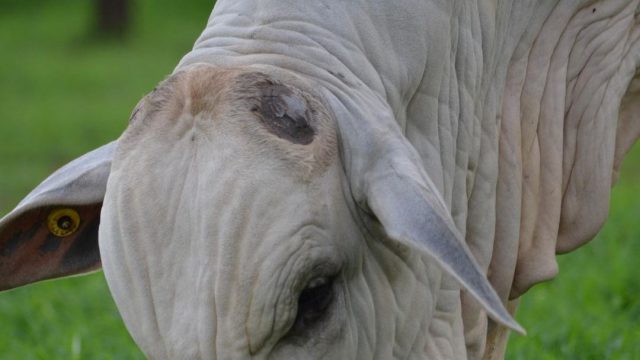 Como ajustar a taxa de lotação do pasto