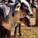 Snaplage: por que é considerada uma inovação na pecuária?