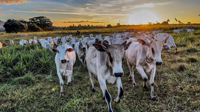 Alimentação animal: inspeção e regulamentação pelo Governo