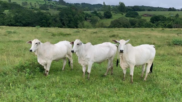 Como aumentar a produção de pasto?