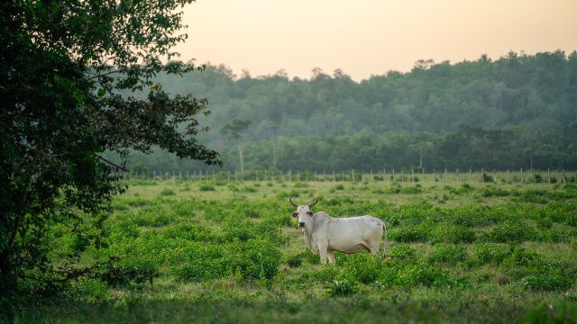 5 doenças que mais causam morte em bovinos