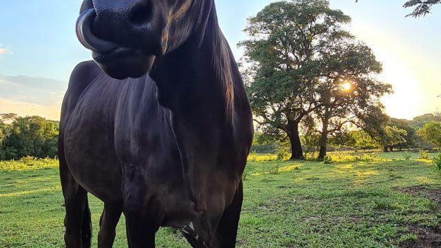 Pasto sobre pasto: o que é e se serve para sua propriedade