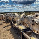 Fontes de renda para pecuaristas, além do gado