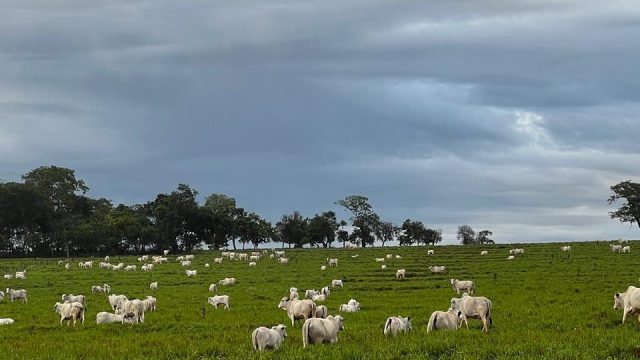 Manejo do pasto: 7 dicas para uma boa produtividade 