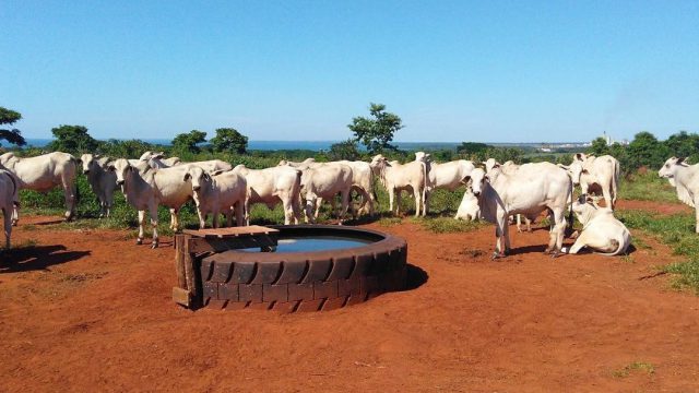 Água para o gado: por que é tão importante para o desempenho? 