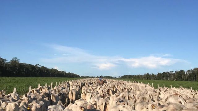 Causas de morte de bovinos na propriedade