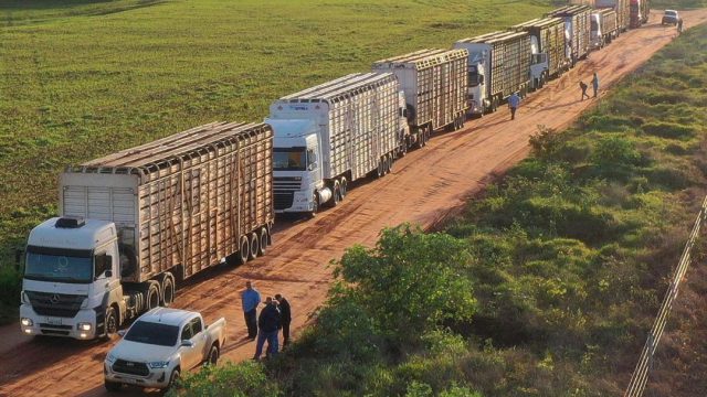 Como transportar gado com segurança