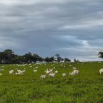 Manejo do pasto: 7 dicas para uma boa produtividade 