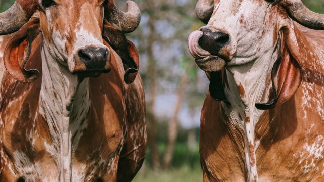 Clostridioses em bovinos: o que são e os riscos