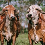 Clostridioses em bovinos: o que são e os riscos