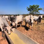 Como proteger o gado do calor