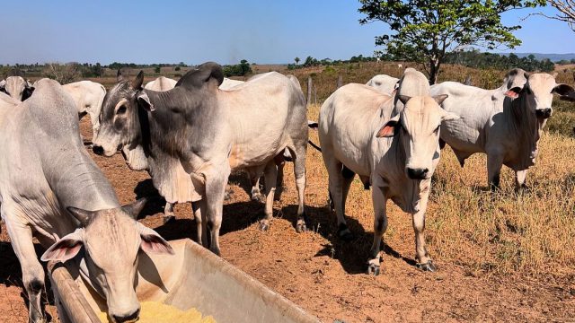 Como proteger o gado do calor