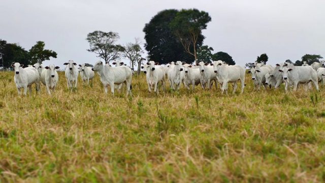 Qual é mais lucrativo na engorda: machos ou fêmeas