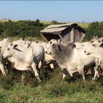 Lida do gado: o que eu preciso fazer todo dia?