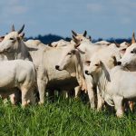 5 maiores erros na dieta do gado que impedem a engorda