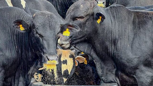 Nutrição e suplementação bovina para a seca: como planejar?
