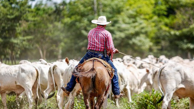 Riscos que levam pecuarista à falência: os 5 maiores