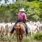 Riscos que levam pecuarista à falência: os 5 maiores