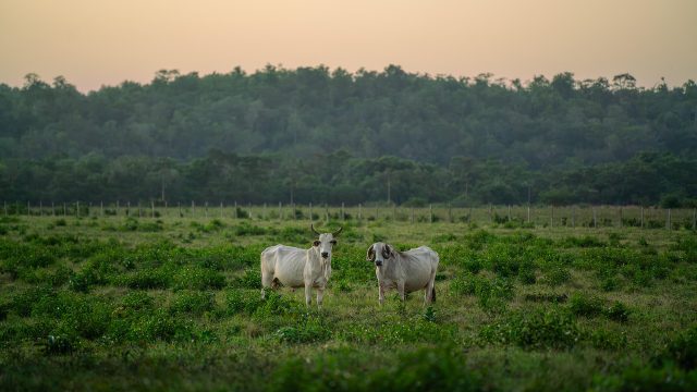 Manejo de pastagem: transição das águas para seca
