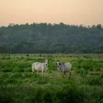 Manejo de pastagem: transição das águas para seca