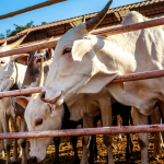 PREÇO DO BOI GORDO ESTÁVEL E CARNE SOBE MAIS QUE A INFLAÇÃO - Noticias da semana da pecuária - 01/10/2025.
