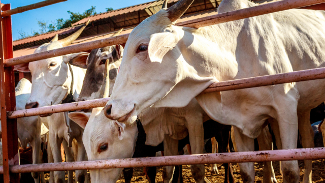 PREÇO DO BOI GORDO ESTÁVEL E CARNE SOBE MAIS QUE A INFLAÇÃO – Noticias da semana da pecuária – 01/10/2025.