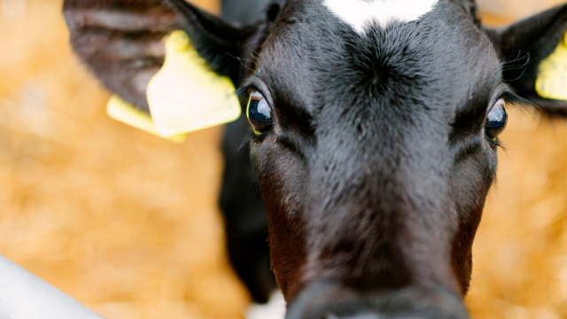 5@ extras na seca + produção de carne vai encolher – Noticias 24/09/2025