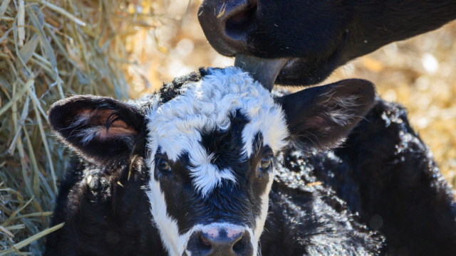 🌾 PASTO NA SECA: ALTURA IDEAL PRA NÃO PASSAR APERTO – Noticias 08/10/2025