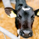 5@ extras na seca + produção de carne vai encolher - Noticias 24/09/2025