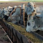 🚛 Uber do boi, cocho cheio, leite rendendo e muito mais... Notícias 12/11/2025