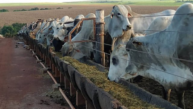 🚛 Uber do boi, cocho cheio, leite rendendo e muito mais… Notícias 12/11/2025
