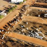 🐉💵 China pisou no freio, o custo apertou… e o produtor correu pro manejo certo salvar a arroba. Noticias - 10/12/2025 🐉💵 China pisou no freio, o custo apertou… e o produtor correu pro manejo certo salvar a arroba. Noticias - 10/12/2025