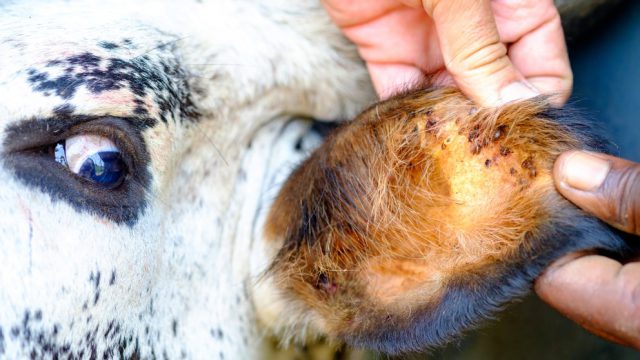 Pecuária em alta, custo no limite, dieta no ajuste… e até o carrapato entrando na conta – Notícias 28/01/2026