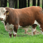 🌽💉 rolão de milho no cocho, erro na aplicação de remédio… e a pecuária ficou mais exigente - Noticias 14/01/2026